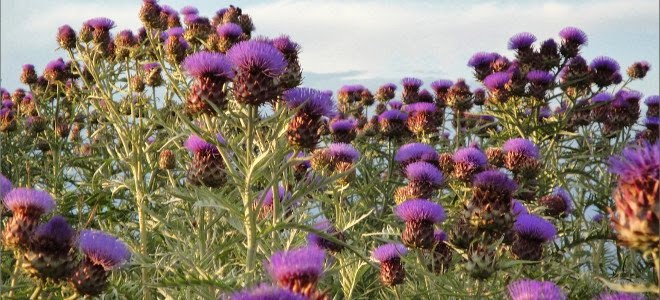 Πώς μπορούν οι εναλλακτικές καλλιέργειες να αυξήσουν κατά 15 δισ. ευρώ ετησίως το ΑΕΠ της Ελλάδας