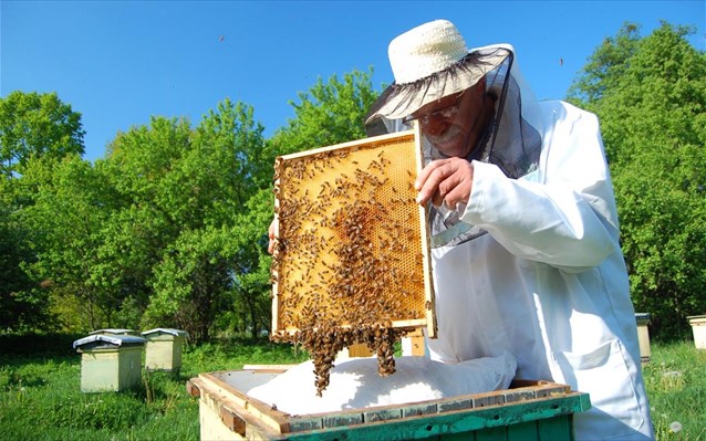 Ξεκίνησαν τα Προγράμματα Ενίσχυσης της Μελισσοκομίας