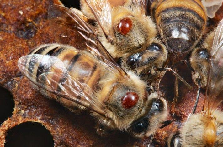 Συντονισμένη Καταπολέμηση Βαρροϊκής Ακαρίασης μελισσών