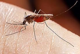 Επανάληψη ψεκασμών για τα κουνούπια στην Π. Πέλλα