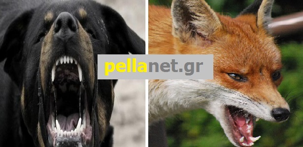 PELLANET ΕΝΗΜΕΡΩΣΗ: Άλλα δύο κρούσματα επιθέσεων ζώων σε ανθρώπους στην Αλμωπία!