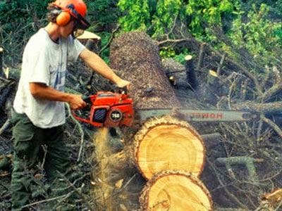 Απόφαση Δασαρχείου για υλοτομία σε οικισμούς του Δήμου Πέλλας