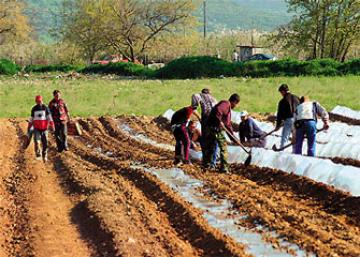 Προχωρά η διαδικασία μετάκλησης των αλλοδαπών εργατών