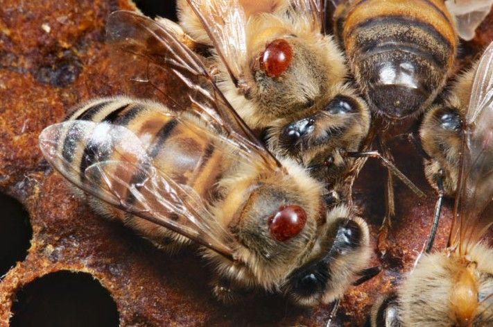 Μαζική και Συντονισμένη καταπολέμηση βαρροϊκής ακαρίασης (ψείρας) μελισσών