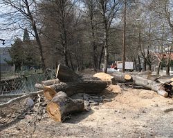 ΑΛΛΑ ΔΥΟ  ΔΕΝΔΡΑ ΘΥΣΙΑ ΣΤΟ ΒΩΜΟ ΤΗΣ  «ΑΝΑΠΛΑΣΗΣ ΤΩΝ ΠΟΤΑΜΟΒΡΑΧΙΟΝΩΝ ΤΗΣ ΕΔΕΣΣΑΣ»