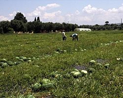 Πρόγραμμα Αγροτικής Ανάπτυξης 4,7 δισ. για την Ελλάδα