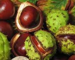 «Τα Εντομολογικά προβλήματα στην καστανιά»