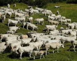 Δεκτή από την κυβέρνηση η τροπολογία για τα βοσκοτόπια