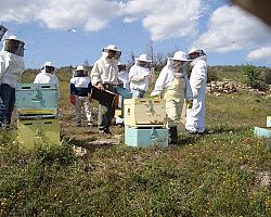 Bee-conomy στο Δήμο Αλμωπίας