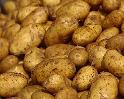 Τοπικό Συμβούλιο Αρχαγγέλου: Ανάγκη για άμεση επίλυση του προβλήματος εμπορίας της εγχώριας πατάτας