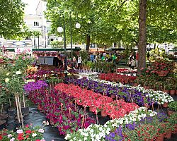 3η Ανθοέκθεση δήμου Πέλλας