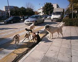Δράση για τον περιορισμό των αδέσποτων ζώων στο Δήμο Πέλλας
