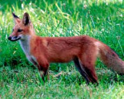 Δολώματα κατά της λύσσας από τις 11 Οκτωβρίου