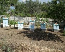 Καταστροφή μελισσιών από τα ραντίσματα των αγροτών
