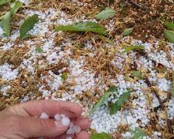 Επισκέψεις σε Βρυττά και Αμπελειές που επλήγησαν από χαλαζοπτώσεις