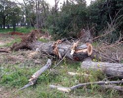 Εξιχνιάστηκε κλοπή δέντρων από αγροτεμάχιο σε περιοχή της Ημαθίας