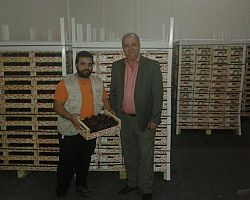 Άμεσες και τραγικές οι συνέπειες της κρίσης στη διάθεση των κερασιών