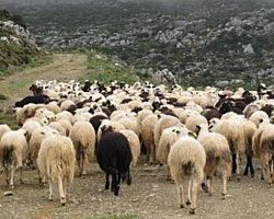 Ενημερωτική Εκδήλωση για τον Καταρροϊκό Πυρετό