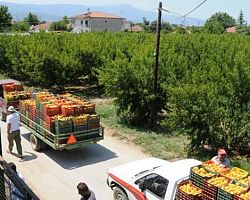 ΣΚΥΔΡΑ: πρόστιμο 2.500.000 ευρώ στα μέλη της ομάδας παραγωγών ΑΘΗΝΑ