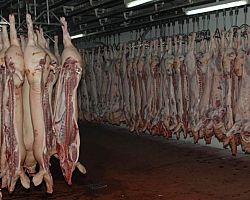 Αιφνιδιαστική επίσκεψη έκανε ο Αναπληρωτής Υπουργός Αγροτικής Ανάπτυξης σε σφαγείο