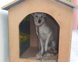 Πρόγραμμα υιοθεσίας αδέσποτων ζώων για τα σχολεία προωθεί ο Σύλλογος Ζωόφιλων Γιαννιτσών και ο δήμος Πέλλας