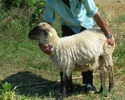 Εξιχνιάστηκαν 4 υποθέσεις ζωοκλοπής