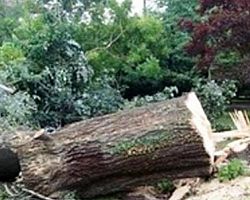 Καταπλακώθηκε από δέντρο
