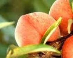 Εξοφλήθηκαν και μάλιστα με τόκους καθυστέρησης τα ανεξόφλητα μέχρι σήμερα ποσά προς τους ροδακινοπαραγωγούς – μέλη της η βιομηχανία VENUS – για εκκρεμότητες του 2010.