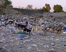 Ανακοίνωση του Αντιδημάρχου Καθαριότητας Δ. Βέροιας «Προκαλεί ντροπή η κατάσταση με την ανακύκλωση»