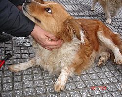 Πρόγραμμα ενημέρωσης  για το πρόβλημα των αδέσποτων σκύλων και την υιοθεσία τους