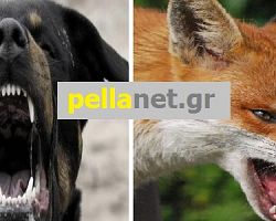 PELLANET ΕΝΗΜΕΡΩΣΗ: Άλλα δύο κρούσματα επιθέσεων ζώων σε ανθρώπους στην Αλμωπία!