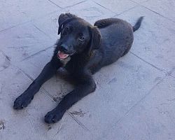 ΑΔΕΣΠΟΤΑ ΑΛΜΩΠΙΑΣ: “Μόνο οργή και μίσος για τους δολοφόνους. Η δημοτική αρχή ακούει;”