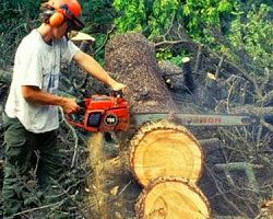 Απόφαση Δασαρχείου για υλοτομία σε οικισμούς του Δήμου Πέλλας