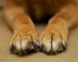 Καταγγελία αναγνώστη: Ξυλοδαρμός σε αδέσποτο σκύλο στην Ξιφιανή!