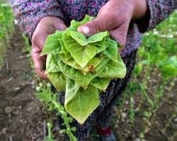 Ανάρτηση Οριστικών Καταστάσεων Δικαιούχων της 2ης Πρόσκλησης της Δράσης 2.3 του Μέτρου 214