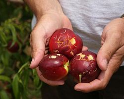 Ερώτηση του Ευρωβουλευτή ΚΚΕ Σωτήρη Ζαριανόπουλου προς την Ευρωπαϊκή Επιτροπή για τις ζημιές των καλλιεργειών στην Κεντρική Μακεδονία