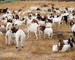 Αποτελέσματα για δράση απειλούμενων αυτόχθονων φυλών στις ΠΕ Πέλλας, Ζακύνθου και Φλώρινας