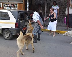 αδέσποτα……