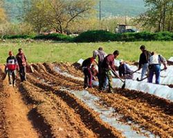 Προχωρά η διαδικασία μετάκλησης των αλλοδαπών εργατών