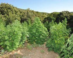 Συνελήφθη με δεντρύλλια 2,7 μέτρων