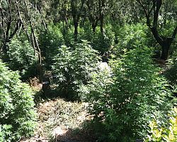Συνελήφθη 46χρονος για καλλιέργεια και κατοχή ναρκωτικών ουσιών στη Νάουσα