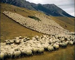 Δηλώσεις βοσκής