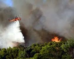 Δασαρχείο Έδεσσας: Οι συνέπειες εκδήλωσης δασικής πυρκαγιάς