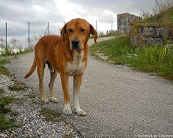 Γιαννιτσά: 61χρονος πυροβόλησε και σκότωσε σκύλο