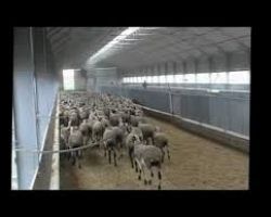 Συνελήφθησαν ένας 30χρονος ημεδαπός και αναζητείται ένας 39χρονος ημεδαπός