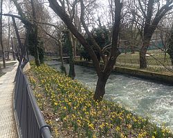 Βολβοί στους ποταμοβραχίωνες