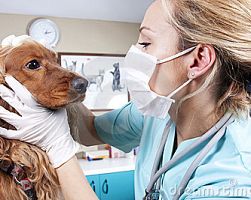 Ανακοίνωση πρόσκλησης ενδιαφέροντος προς τους ιδιώτες κτηνιάτρους