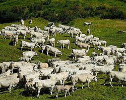 Δήλωση αριθμού ζώων για βοσκή στο Δήμο Έδεσσας
