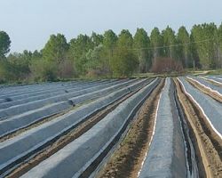 Στο περίμενε οι βαμβακοπαραγωγοί και οι σπαραγγοπαραγωγοί