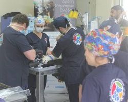 Δράση για τ΄αδέσποτα ζώα
